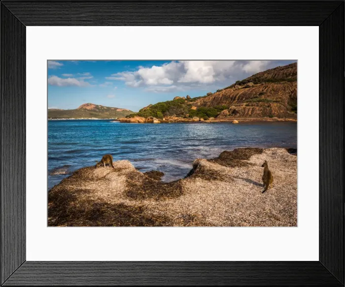 Framed Print : Wallaby at Lucky Wallaby Framed Print : Wallaby at Lucky Wallaby