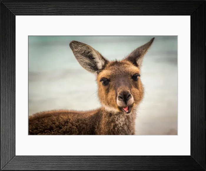 Framed Print : Wallaby at Lucky Wallaby Framed Print : Wallaby at Lucky Wallaby