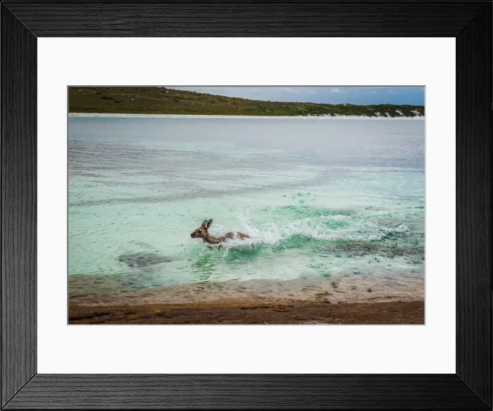 Framed Print : Wallaby at Lucky Wallaby Framed Print : Wallaby at Lucky Wallaby