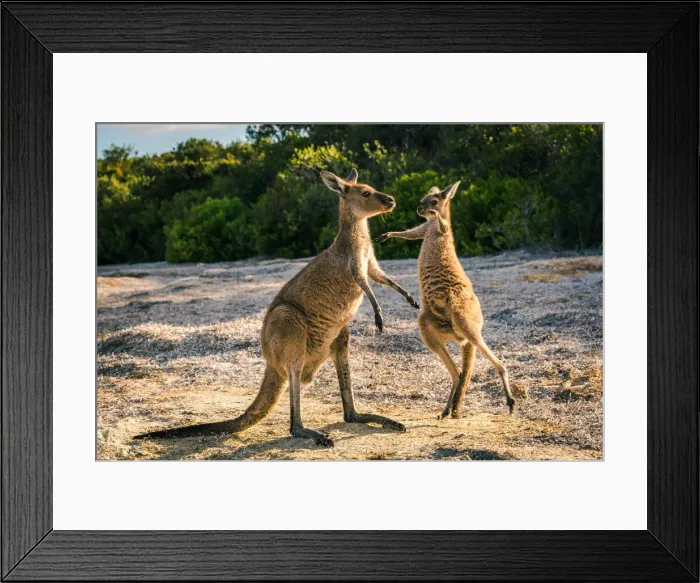 Framed Print : Wallaby at Lucky Wallaby Framed Print : Wallaby at Lucky Wallaby
