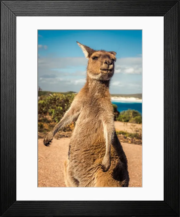 Framed Print : Wallaby at Lucky Wallaby Framed Print : Wallaby at Lucky Wallaby
