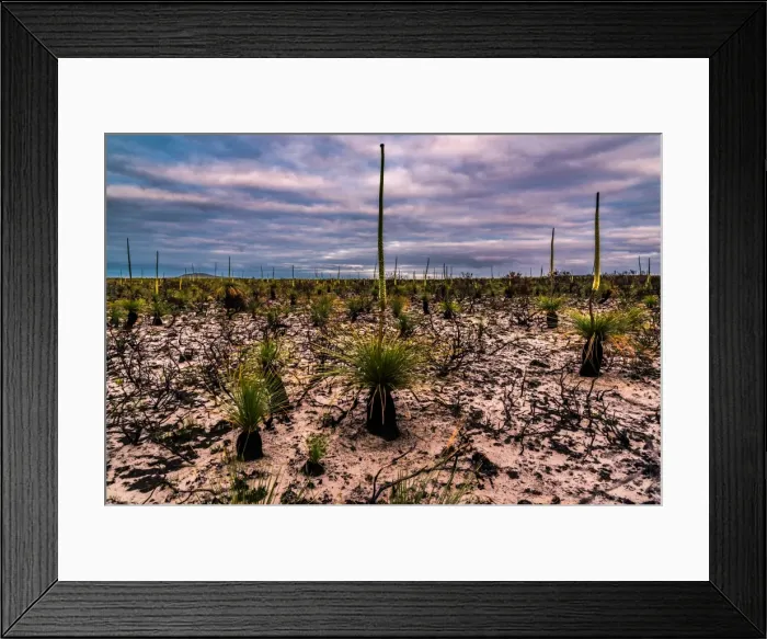 Framed Print : Grass trees Framed Print : Grass trees