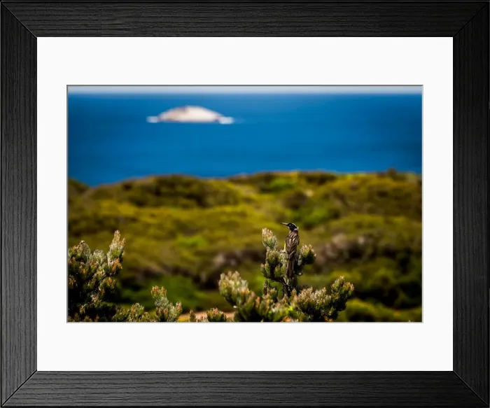 Framed Print : Lone Island near Albany Wind Farm Framed Print : Lone Island near Albany Wind Farm