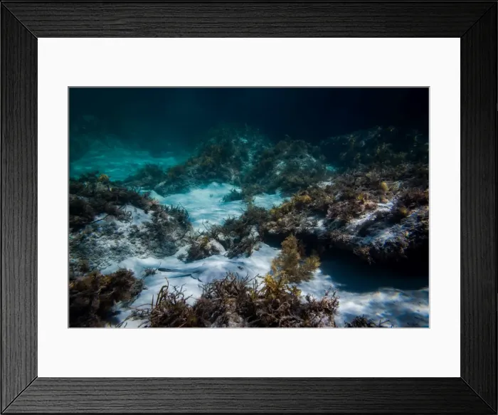 Framed Print : Stingray at Green Pools in William Bay National Park Framed Print : Stingray at Green Pools in William Bay National Park