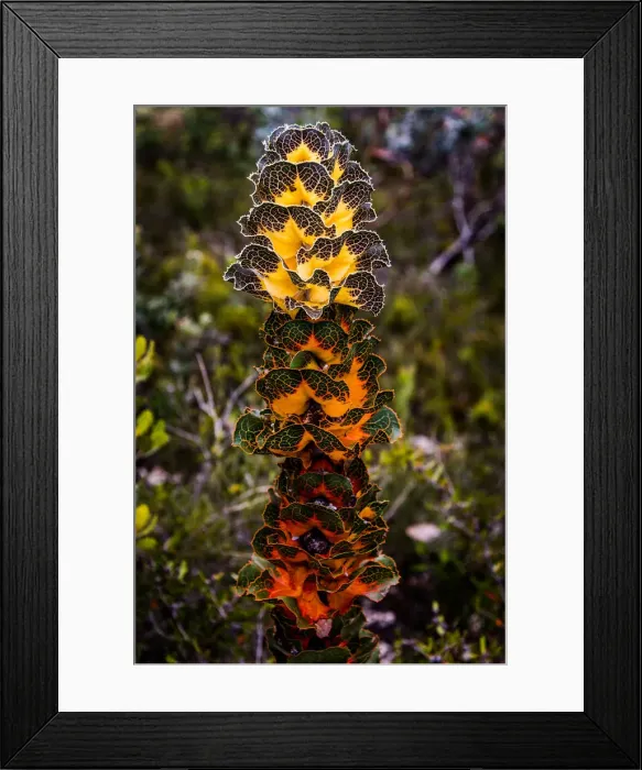 Framed Print : Royal Hakea Framed Print : Royal Hakea