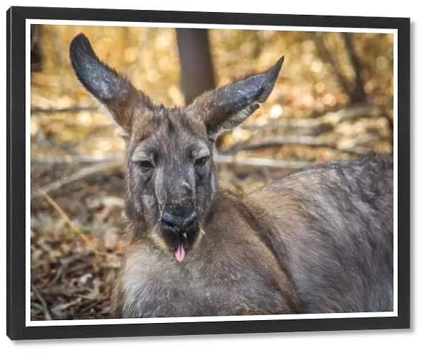 Kangaroo showing his toung in Broken Hill living desert park