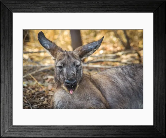 Framed Print : Kangaroo showing his toung in Broken Hill living desert park Framed Print : Kangaroo showing his toung in Broken Hill living desert park