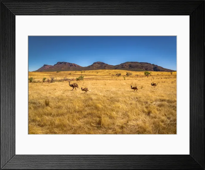 Framed Print : Emus in front of Wilpena Pound at Flinders Ranges, South Australia