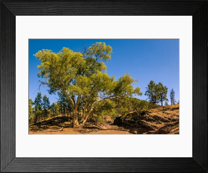 Framed Print : Eucalypt tree in Flinders Ranges, South Ausralia