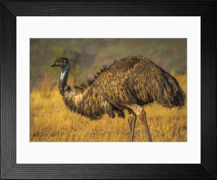 Framed Print : Emu at Bunyeroo Valley in Flinders Ranges, South Australia