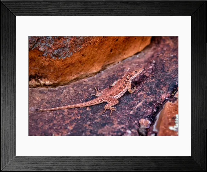 Framed Print : Agama in Gawler Ranges, South Australia