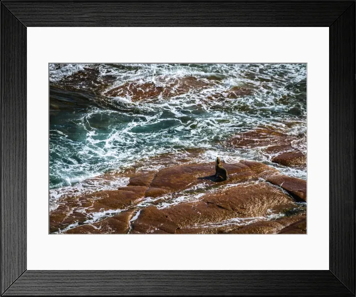 Framed Print : Sealions at Point Labatt at Eyre Peninsula, South Australia Framed Print : Sealions at Point Labatt at Eyre Peninsula, South Australia