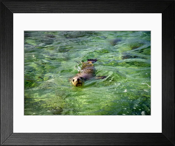 Framed Print : Sea lion at Baird Bay in Eyre Peninsula, South Australia