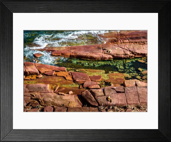Framed Print : Sealions at Point Labatt at Eyre Peninsula, South Australia Framed Print : Sealions at Point Labatt at Eyre Peninsula, South Australia