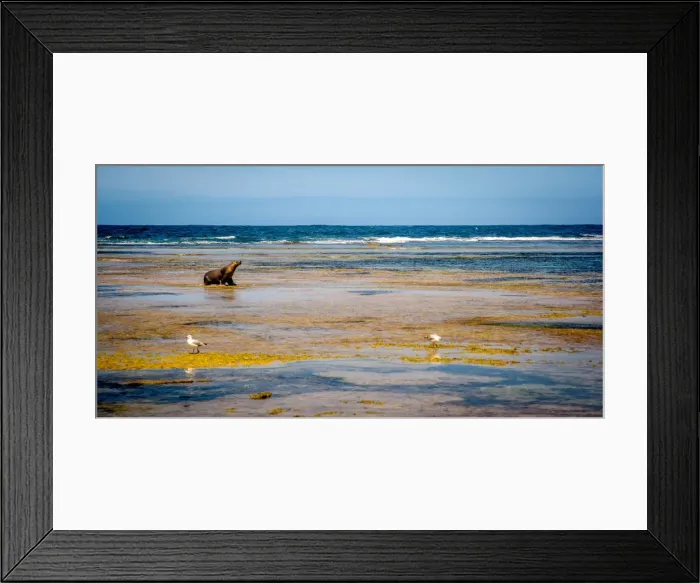 Framed Print : Sea lion at Baird Bay in Eyre Peninsula, South Australia