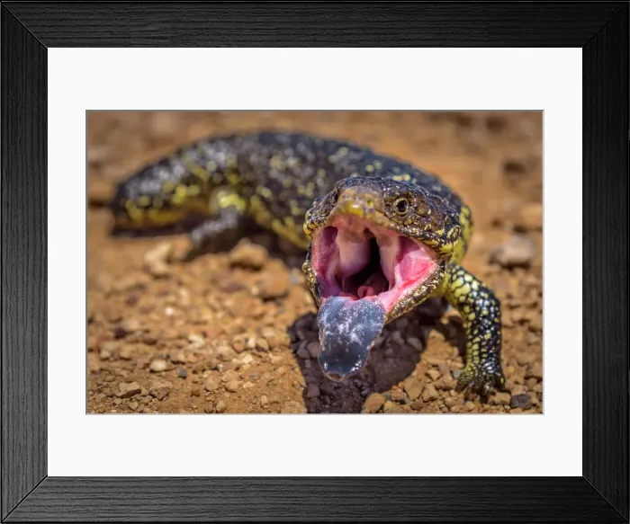 Framed Print : Bobtail (shingleback) skink at Eyre Peninsula, South Australia