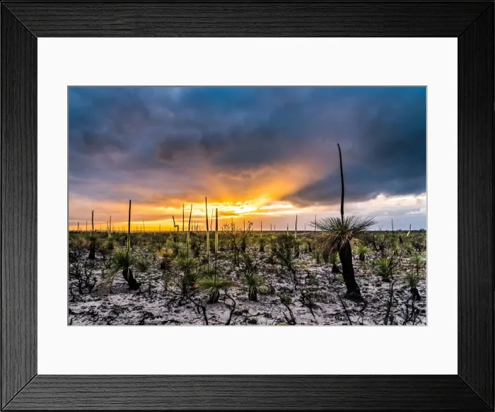Framed Print : Grass trees Framed Print : Grass trees