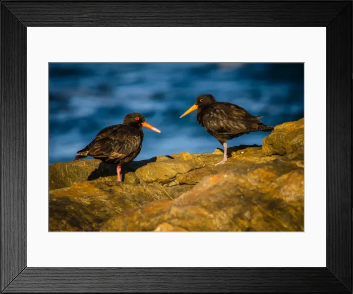 Framed Print : Sooty Oystercatchers at William Bay National Park