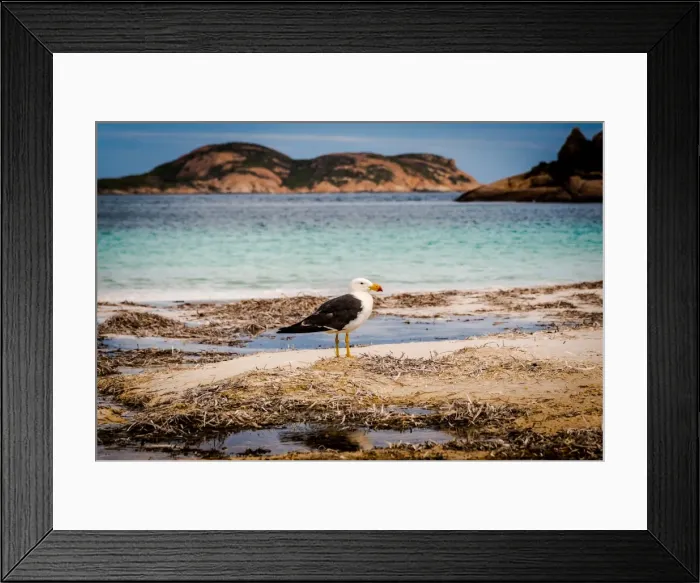 Framed Print : Pacific Gull at Lucky Bay Framed Print : Pacific Gull at Lucky Bay