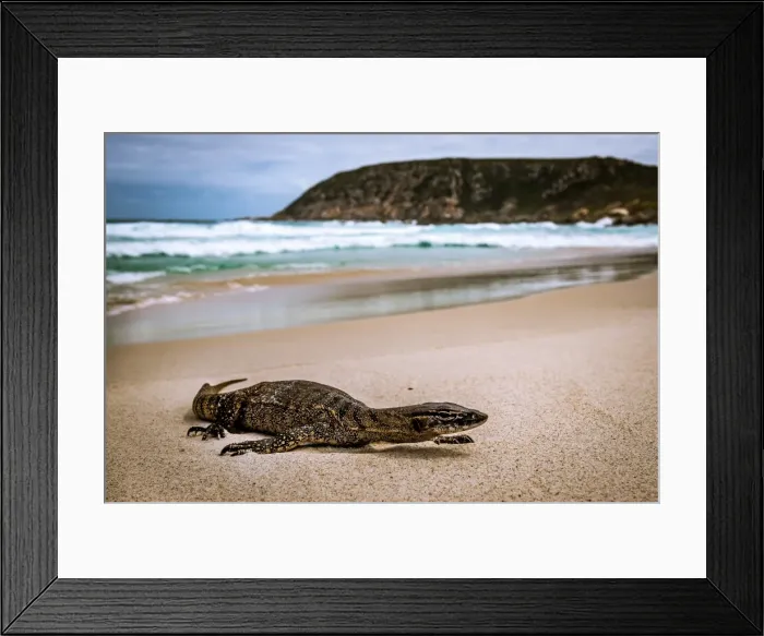 Framed Print : Southern Heath Monitor Framed Print : Southern Heath Monitor