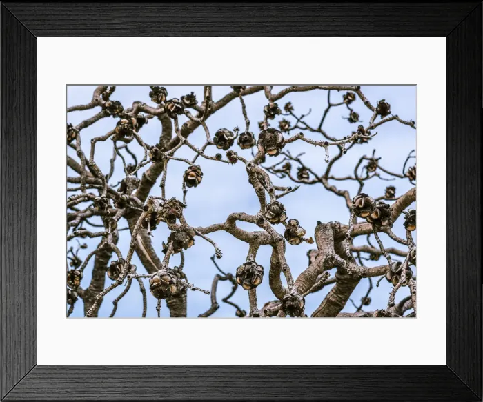 Framed Print : Stone Roses in Cape Arid National Park