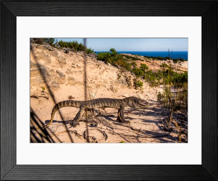 Framed Print : Southern Heath Monitor at Bald Head track on Flinders Peninsula