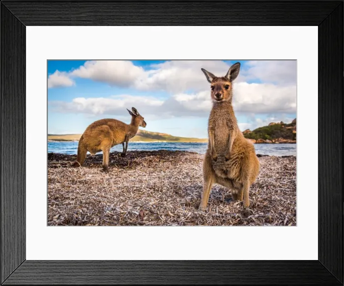 Framed Print : Wallabies of Lucky Bay Framed Print : Wallabies of Lucky Bay