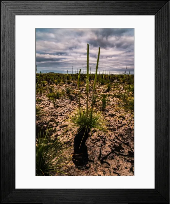 Framed Print : Grass tree