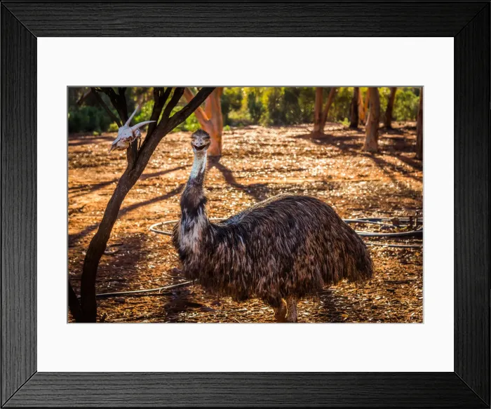 Framed Print : Emu in Kalgoorlie