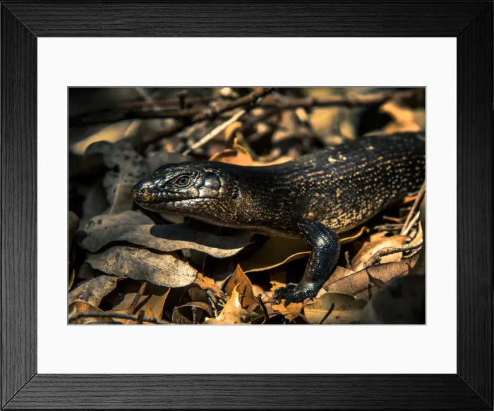 Framed Print : King Skink