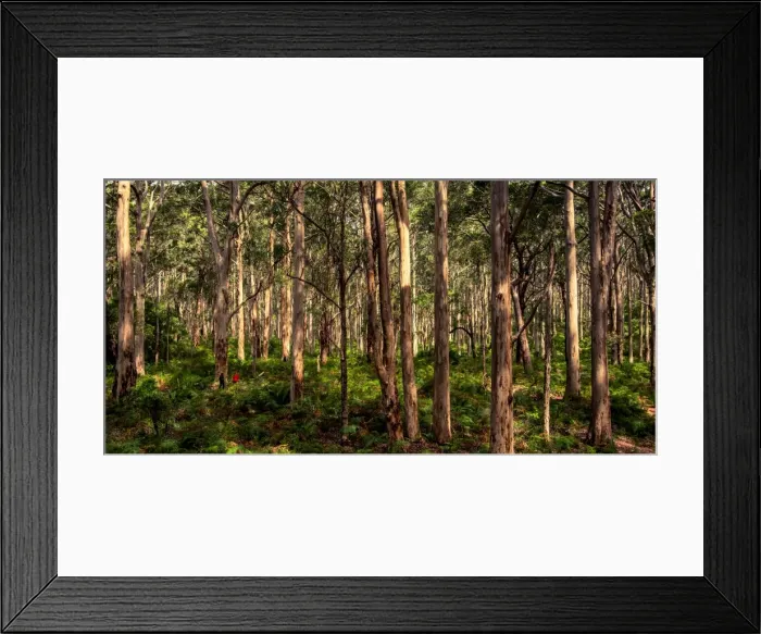 Framed Print : Karri Forest