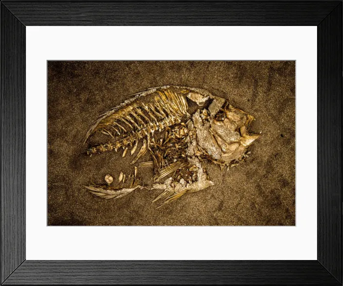 Framed Print : Fish Skeleton Framed Print : Fish Skeleton