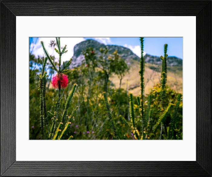 Framed Print : Bluff Knoll and Swamp Bottlebrush Framed Print : Bluff Knoll and Swamp Bottlebrush
