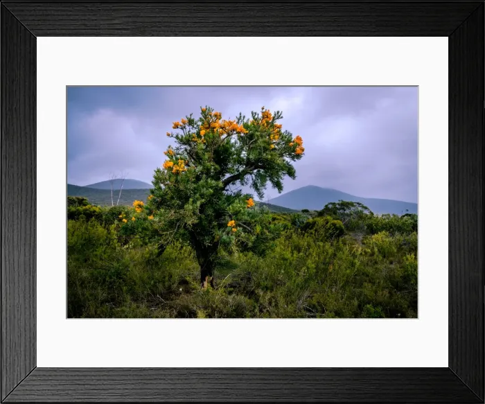 Framed Print : Christmas Tree
