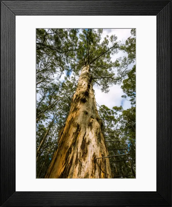 Framed Print : Bicentennial Tree