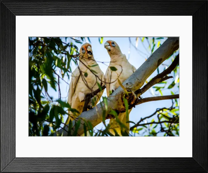 Framed Print : Western Corella