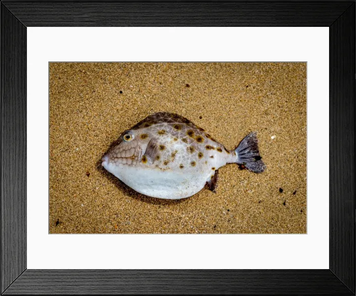 Framed Print : Boxfish at the beach
