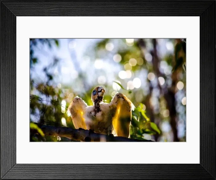 Framed Print : Western Corella or white cockatoo Framed Print : Western Corella or white cockatoo