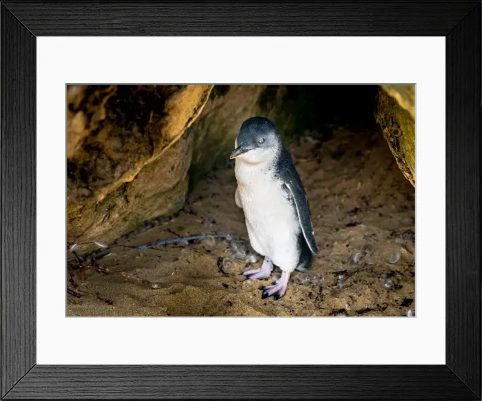 Framed Print : Little Penguin Framed Print : Little Penguin