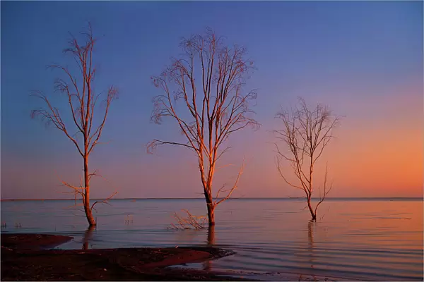 Bare trees on a lake
