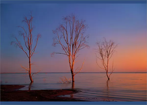 Bare trees on a lake