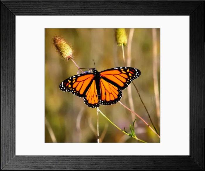 Framed Print : Butterfly. Large Monarch butterfly with wings fully spread resting on flower in sunshine