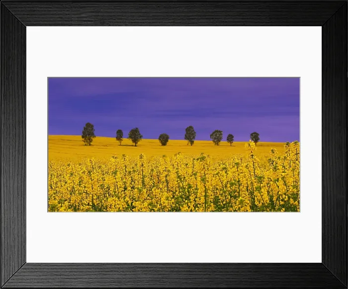 Framed Print : Yellow fields