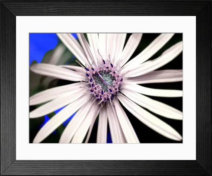 Framed Print : Daisy. Close up of white daisy with purple center Framed Print : Daisy. Close up of white daisy with purple center