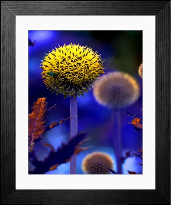 Framed Print : Surreal flowers Framed Print : Surreal flowers