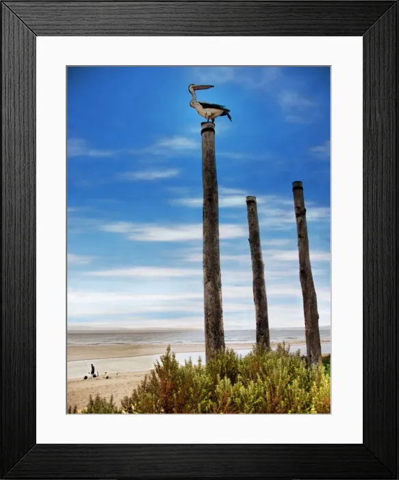 Framed Print : Pelican on post Framed Print : Pelican on post