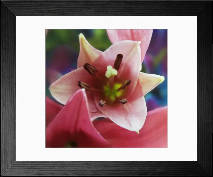Framed Print : Detail of a pink flower