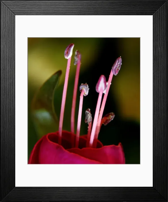 Framed Print : Deep pink flower