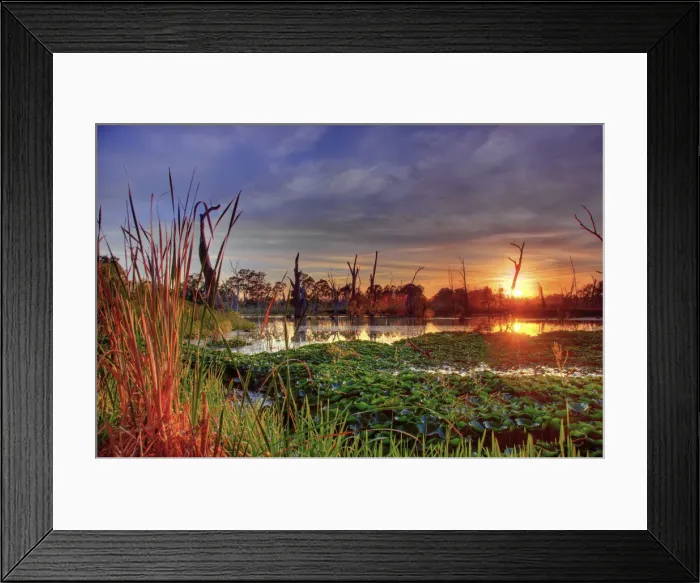 Framed Print : Sunset at swamp Framed Print : Sunset at swamp