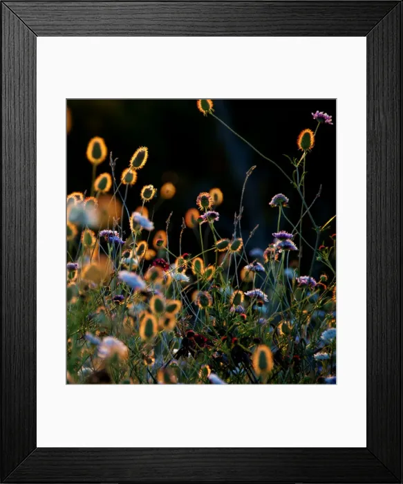 Framed Print : Wild flowers